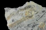 Fossil Flora (Neuropteris & Lepidodendron) Plate - Kentucky #142422-1